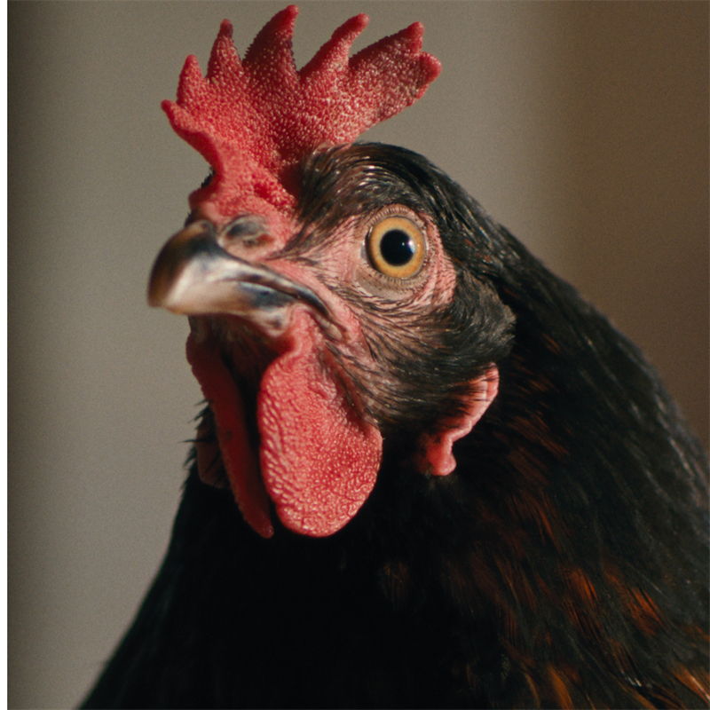 NZIFF: Hen #1