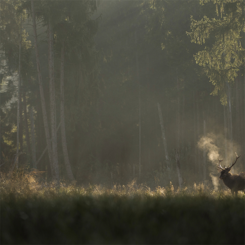 NZIFF: Whispers in the Woods #1